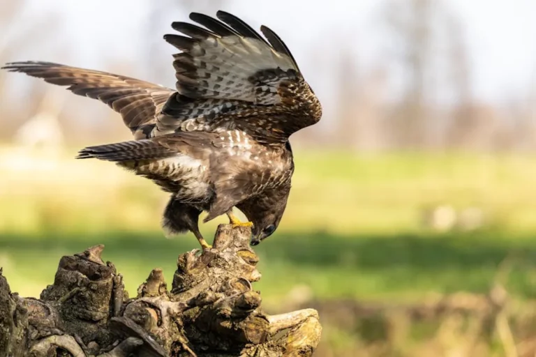 Feedbuzzard Review: What It Is, Features, Safety, and Alternatives